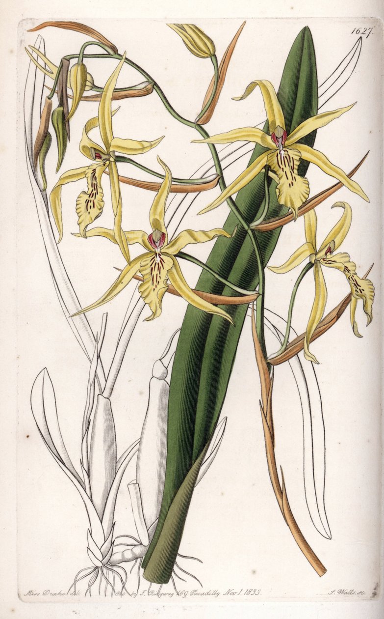 Orchid: variete of miltonia or milt - イギリスのSydenham Edwards (1768-1819)のBotanical Registerに掲載されているSarah Anne Drake (1803-1857)のイラストをS.Wattsがエングレーヴィングしたものです。 作： シデナム・ティースト・エドワーズ