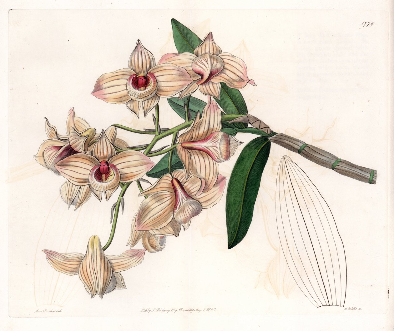 蘭：デンドロビウムの品種 - イギリスのSydenham Edwards(1768-1819)のBotanical Registerに掲載されたSarah Anne Drake(1803-1857)のイラストをS.Wattsがエングレーヴィングしたものです。 作： シデナム・ティースト・エドワーズ