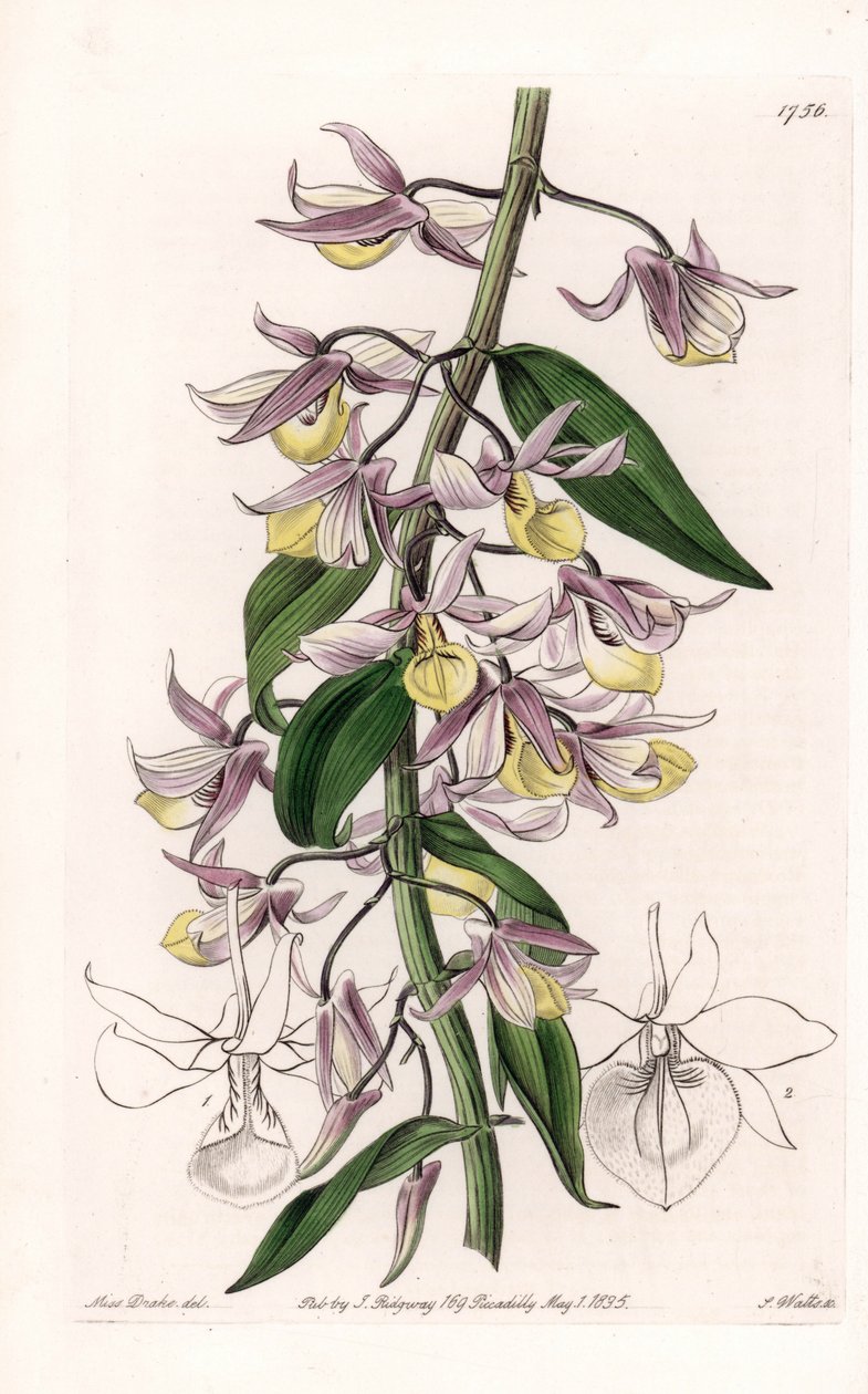 蘭：アジア原産のデンドロビウムの一種 - イギリスのSydenham Edwards(1768-1819)のBotanical Registerに掲載されたSarah Anne Drake(1803-1857)のイラストをS.Wattsがエングレーヴィングしたもの。 作： シデナム・ティースト・エドワーズ
