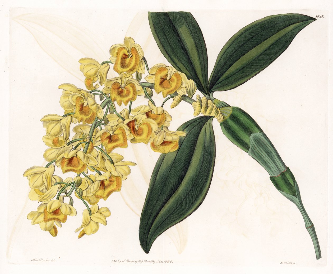 蘭：デンドロビウムの品種 - イギリスのSydenham Edwards(1768-1819)のBotanical Registerに掲載されたSarah Anne Drake(1803-1857)のイラストをS.Wattsがエングレーヴィングしたもの。 作： シデナム・ティースト・エドワーズ