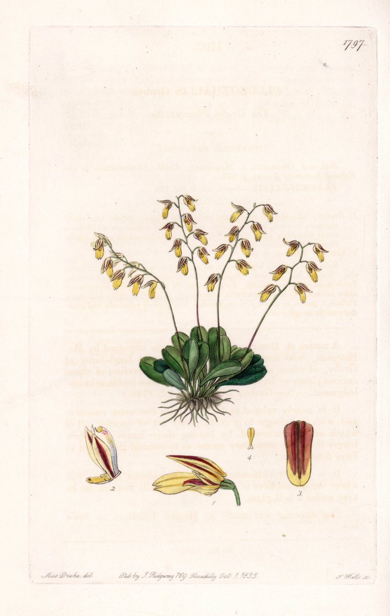 Orchid: variety of epidendre - イギリスのSydenham Edwards (1768-1819)のBotanical Registerに掲載されているSarah Anne Drake (1803-1857)のイラストをS.Wattsがエングレーヴィングしたもの。 作： シデナム・ティースト・エドワーズ