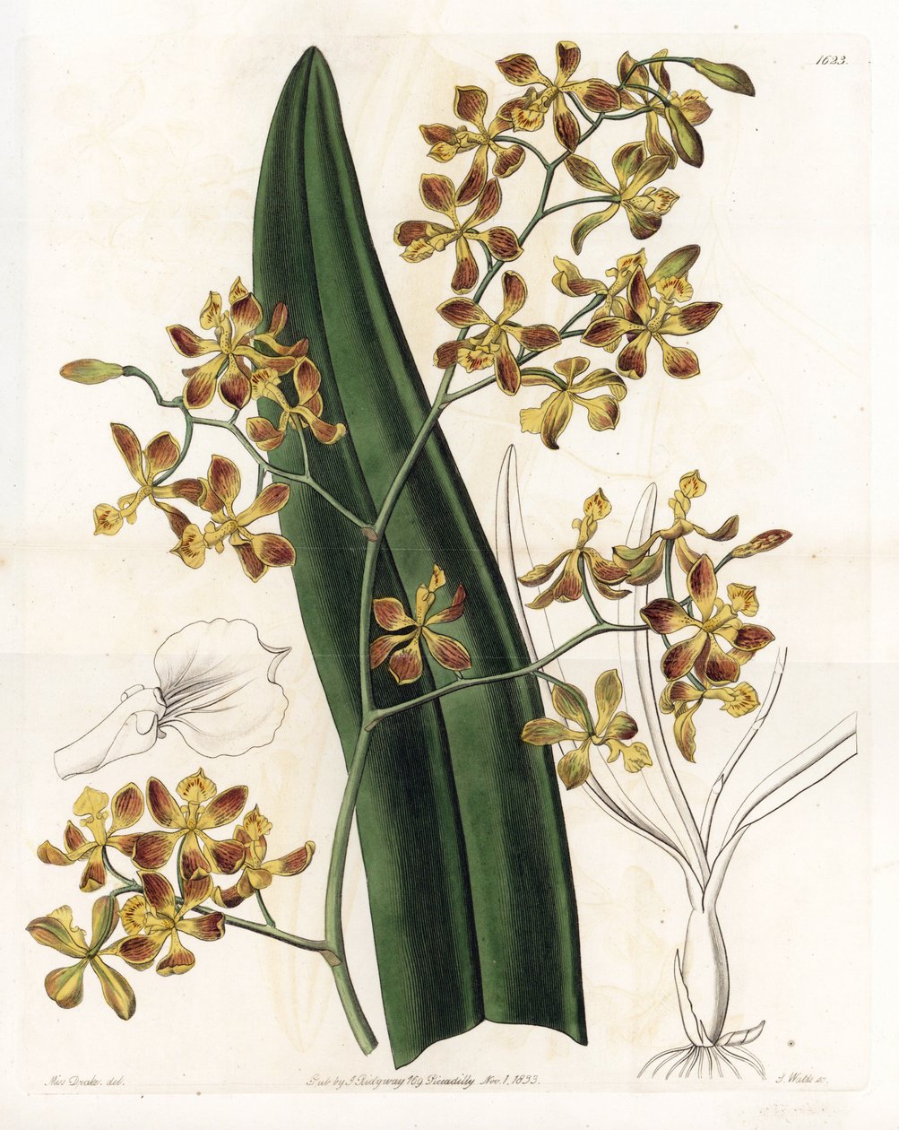 蘭：エピデンドラムの品種 - イギリスのSydenham Edwards（1768-1819）のBotanical Registerに掲載されているSarah Anne Drake（1803-1857）のイラストをS.Wattsがエングレーヴィングしたもの。 作： シデナム・ティースト・エドワーズ