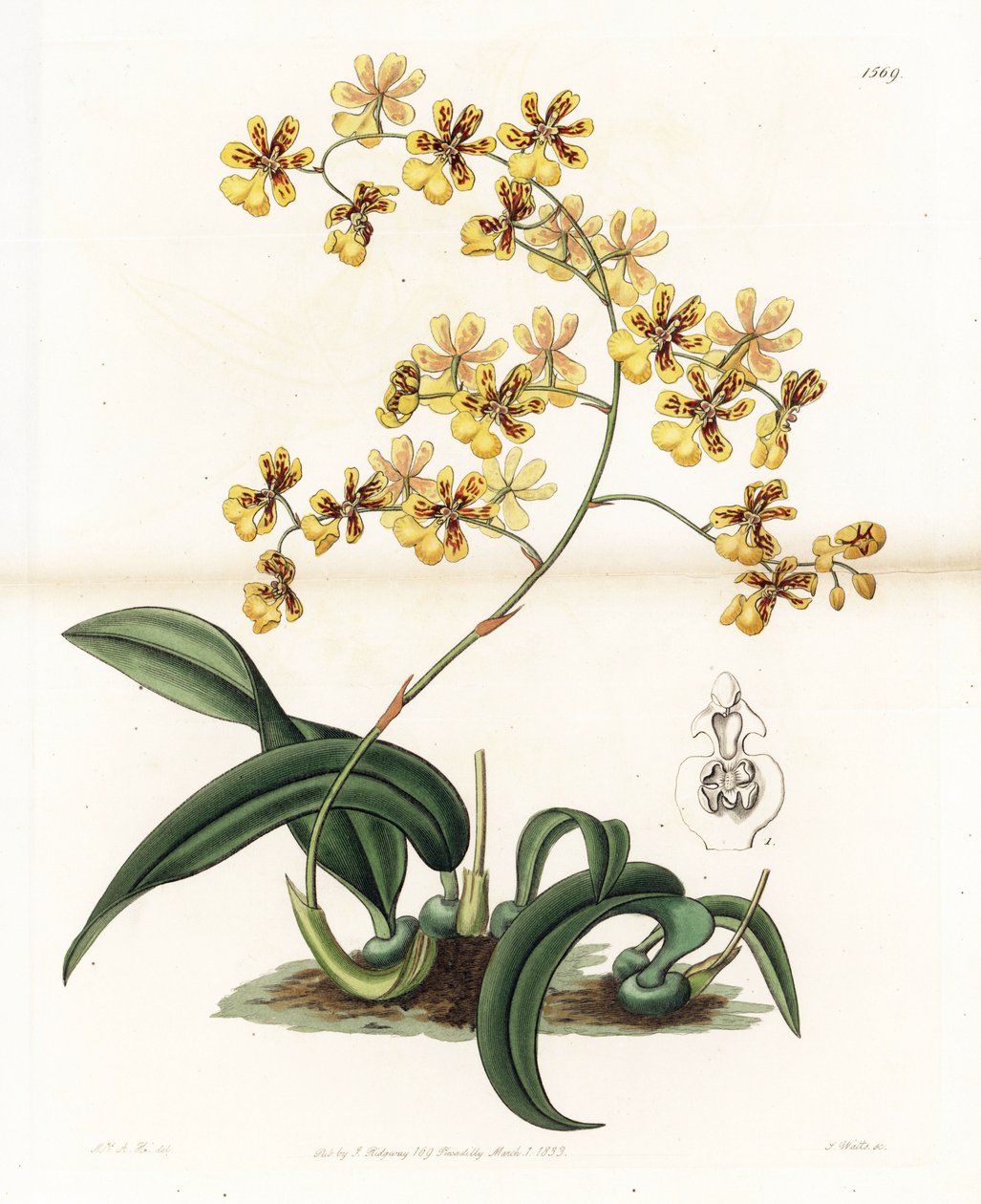 蘭：ブラジルの様々な着生性オンシジウム - イギリスのSydenham Edwards（1768-1819）のBotanical Registerに掲載されているSarah Anne Drake（1803-1857）のイラストをS.Wattsがエングレービングしたもの。 作： シデナム・ティースト・エドワーズ