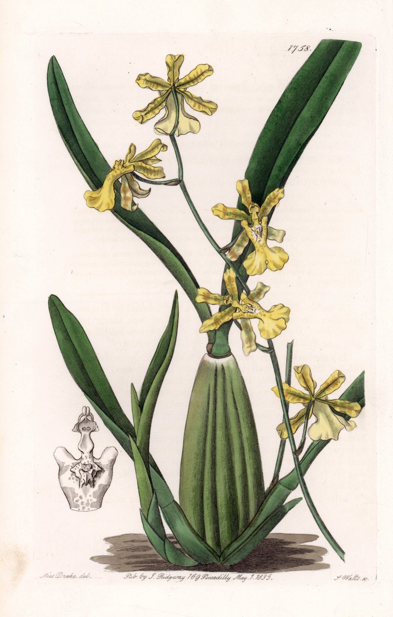 南アメリカ原産のオンシディウム種の蘭 - イギリスのSydenham Edwards（1768-1819）のBotanical Registerに掲載されたSarah Anne Drake（1803-1857）のイラストをS.Wattsがエングレーヴィングしたもの。 作： シデナム・ティースト・エドワーズ