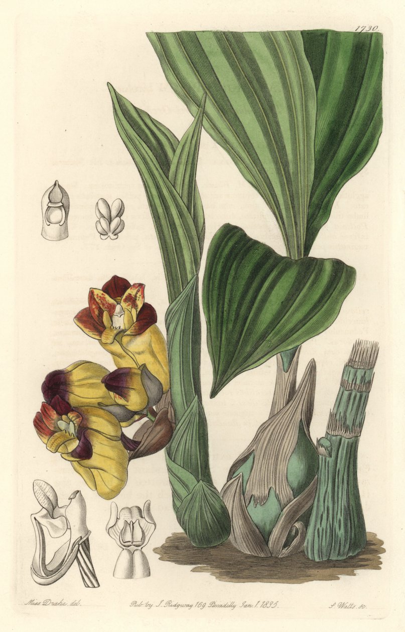 Orchidee Acanthephippium bicolor, originally from Sri Lanka - Water by S. Watts from an illustration by Sarah Anne Drake (1803-1857), from Botanical Register. 作： シデナム・ティースト・エドワーズ