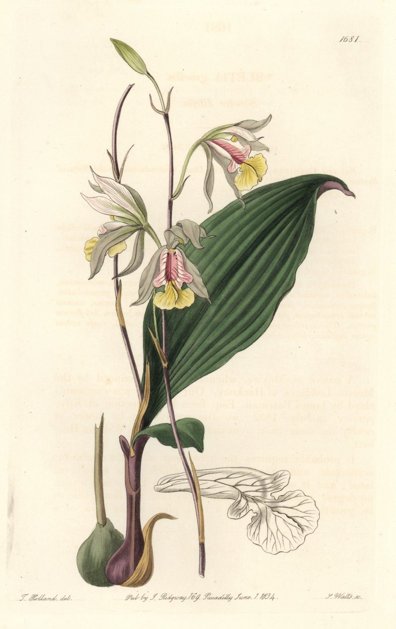 Orchidee, American Bletia - Water Forte by S. Watts from an illustration by T. Holland, from Botanical Register 作： シデナム・ティースト・エドワーズ