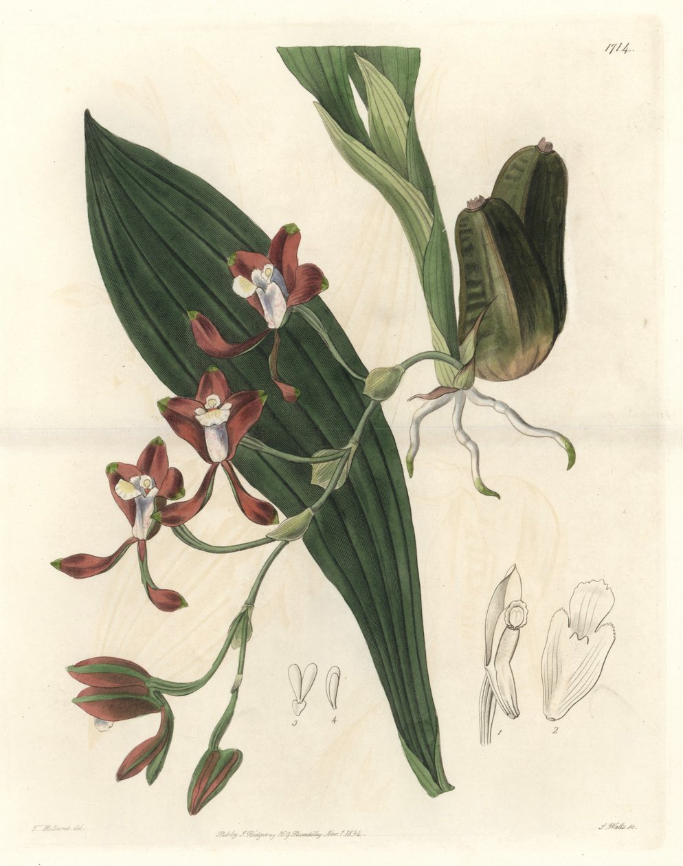 ガイアナ原産のオーキッド、バテマンニア - ウォーターフォルテ（S.Watts著、T.Hollandのイラストより）、Botanical Registerより 作： シデナム・ティースト・エドワーズ