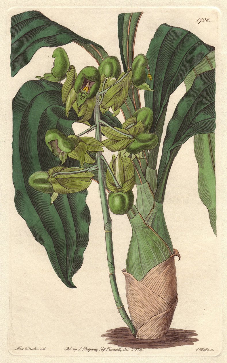 Orchidee Catasetum, native to Brazil - Sarah Anne Drake (1803-1857)のイラストからS.Wattsが描いたWater forte、Botanical Registerより。 作： シデナム・ティースト・エドワーズ