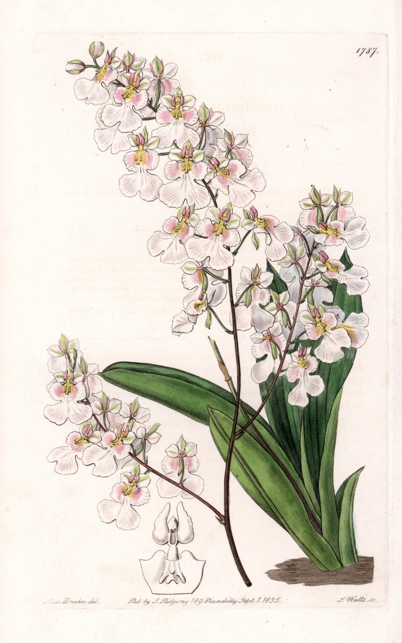 Orchidee Tolumnia pulchella, endemic to Jamaica - イギリスのSydenham Edwards(1768-1819)のBotanical Registerに掲載されたSarah Anne Drake(1803-1857)のイラストをS.Wattsがエングレーヴィングしたものです。 作： シデナム・ティースト・エドワーズ