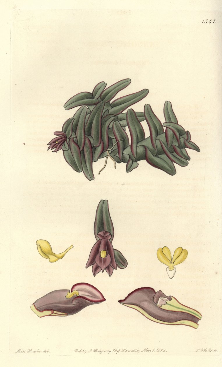 Orchidee epidendrum of Central America - Epidendrum schlechterianum orchid (Purple nanodes, Nanodes discolor).Sydenham Edwards