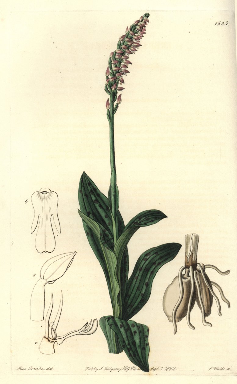 Orchidee neotine - Dense-flowered orchid, Neotinea maculata (One-sized aceras, Aceras secundiflora).Sydenham Edwards