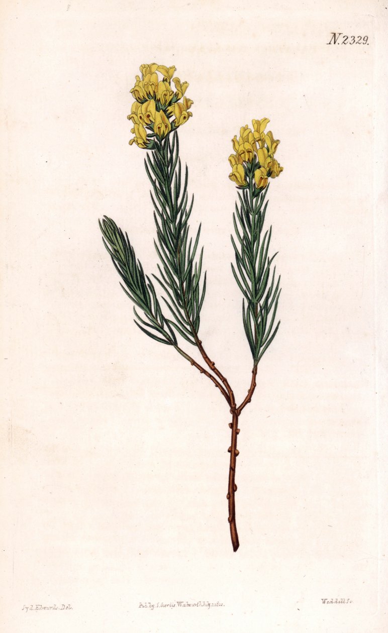 楕円形のトゲのあるアスパラスス（Aspalathus callosa）。ロンドンのSamuel Curtis