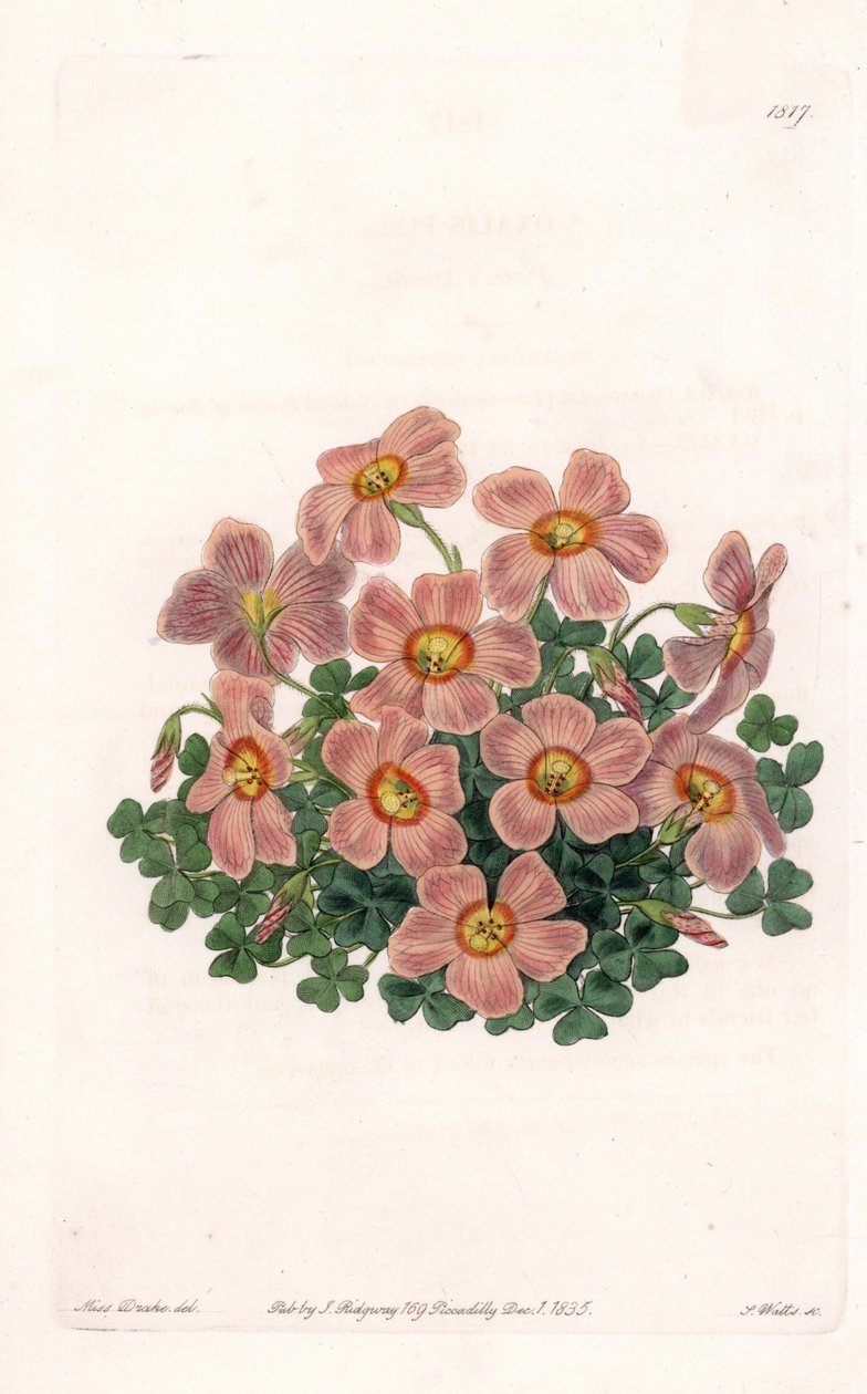 Oxalis Variete - イギリスのSydenham Edwards (1768-1819)のBotanical Registerに掲載されているSarah Anne Drake (1803-1857)のイラストをS.Wattsがエングレービングしたもの。 作： シデナム・ティースト・エドワーズ