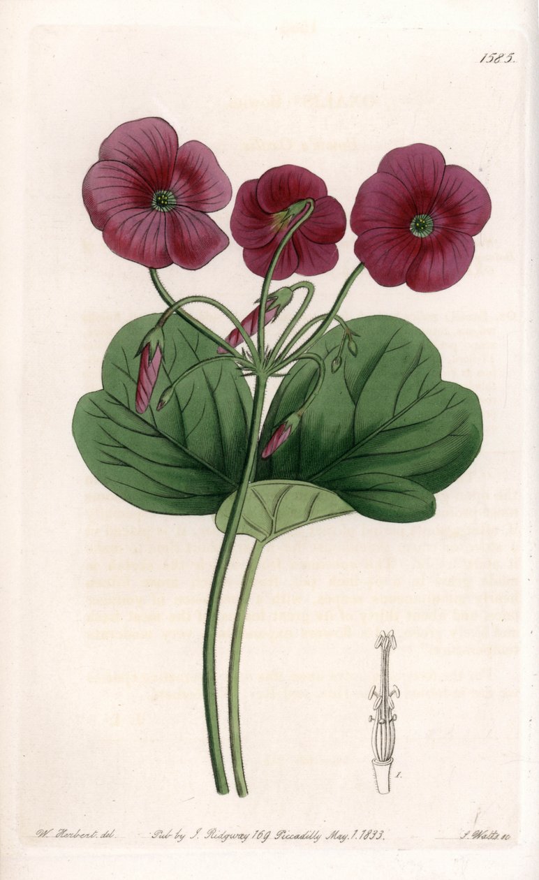 Oxalis de Bowie - イギリスのSydenham Edwards (1768-1819)のBotanical Registerに掲載されているSarah Anne Drake (1803-1857)のイラストをS.Wattsがエングレービングしたもの。 作： シデナム・ティースト・エドワーズ