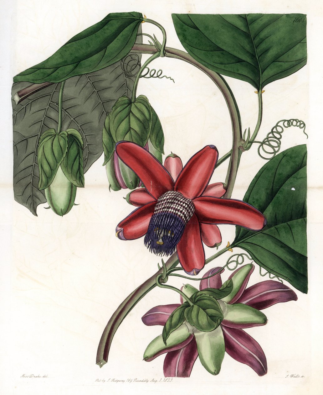 Passion Variete - イギリスのSydenham Edwards (1768-1819)のBotanical Registerに掲載されているSarah Anne Drake (1803-1857)のイラストをS.Wattsがエングレーヴィングしたもの。 作： シデナム・ティースト・エドワーズ