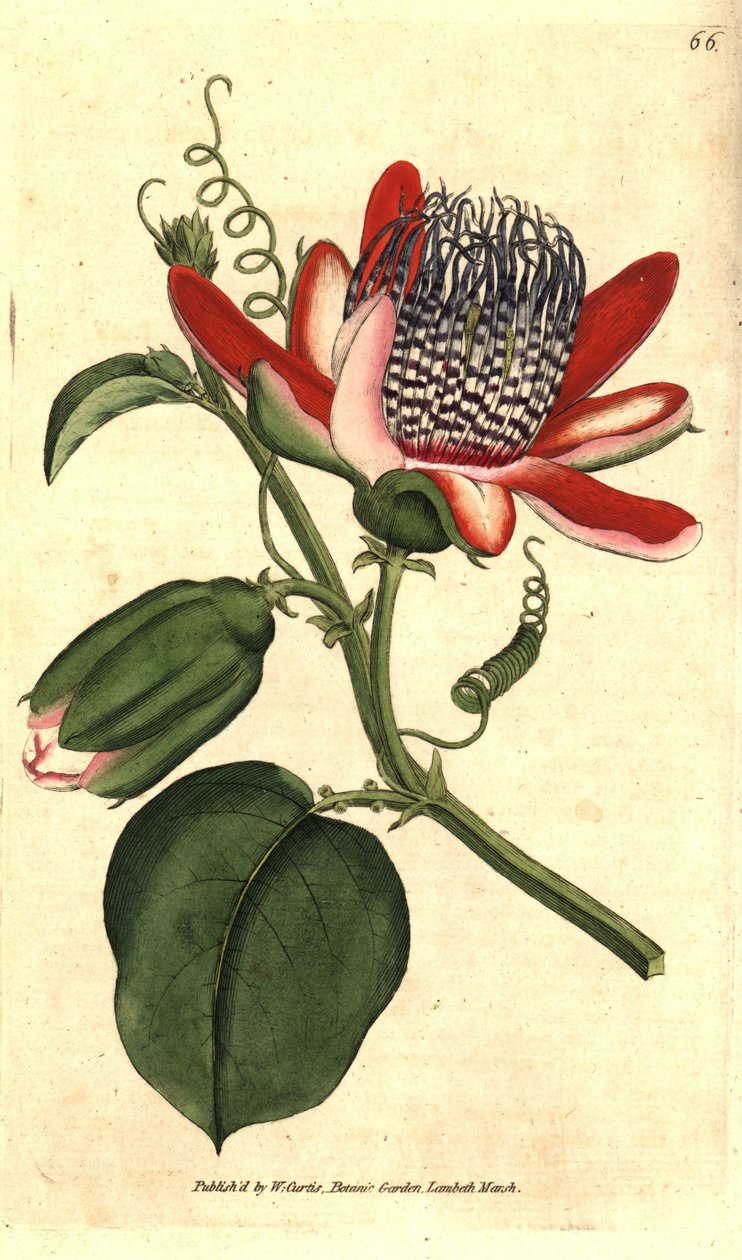 Perfumee grenadilla (or refresco maracuja) - (翼のあるパッションフラワー、Passiflora alata。William Curtis