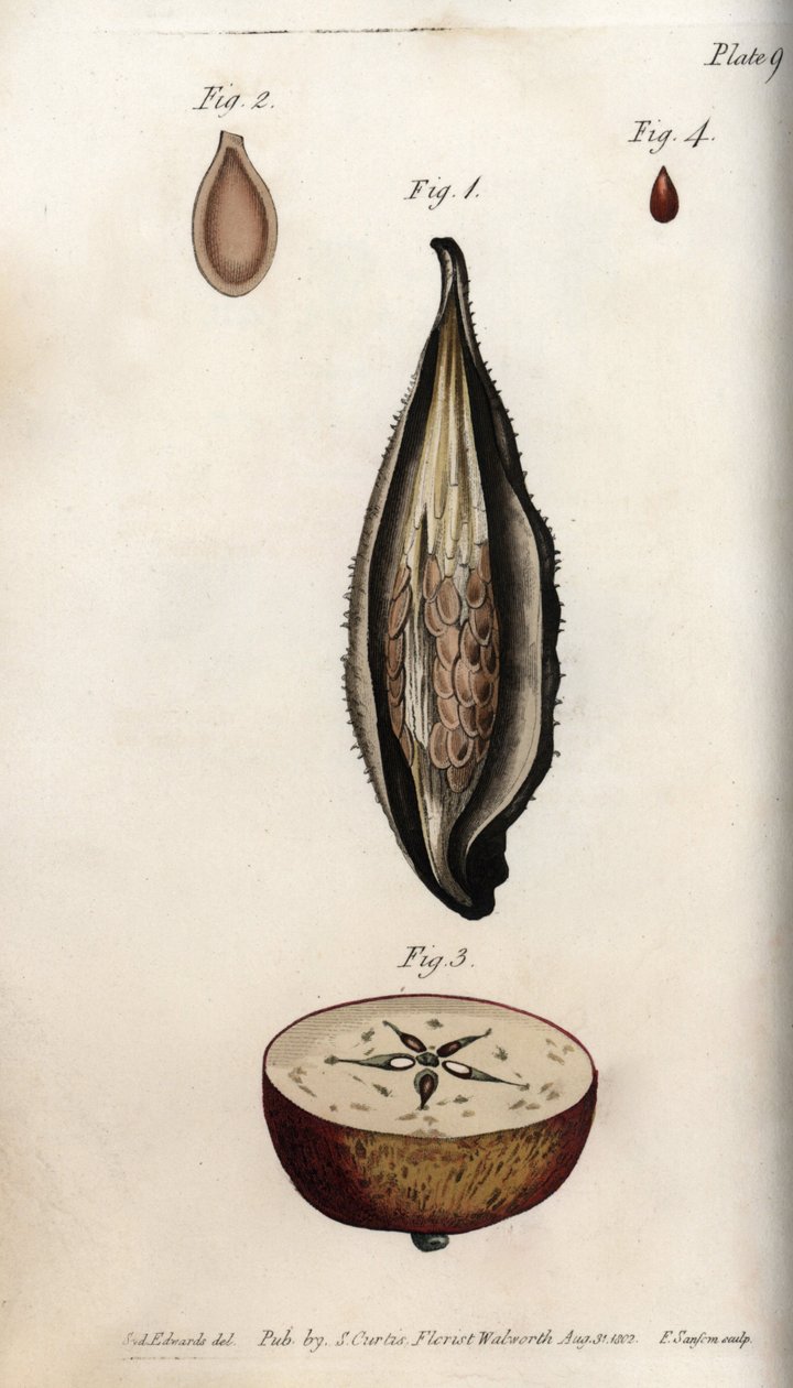 インコ草の果皮とリンゴの実の断面 カラー銅版画、Sydenham Edwards（1768-1819）によるBotanical Conferences用のイラスト、Lambeth Botanical Garden, England 作： シデナム・ティースト・エドワーズ
