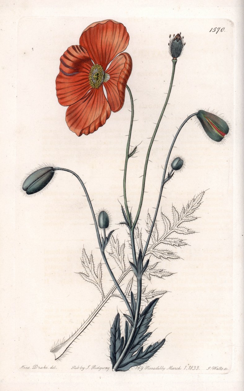 Persian Poppy Variete - イギリスのSydenham Edwards（1768-1819）のBotanical Registerに掲載されているSarah Anne Drake（1803-1857）のイラストをS.Wattsがエングレーヴィングしたもの。 作： シデナム・ティースト・エドワーズ