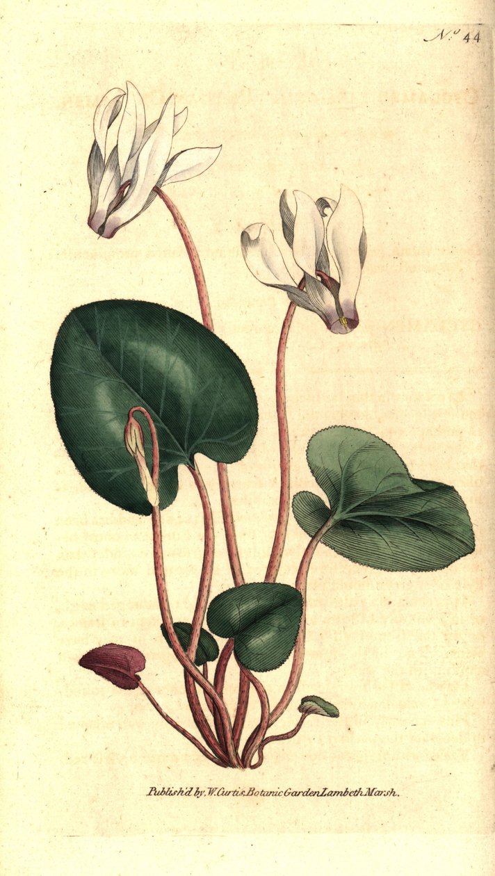 シクラメン・フローリスト - Persian cyclamen, Cyclamen persicum.William Curtis