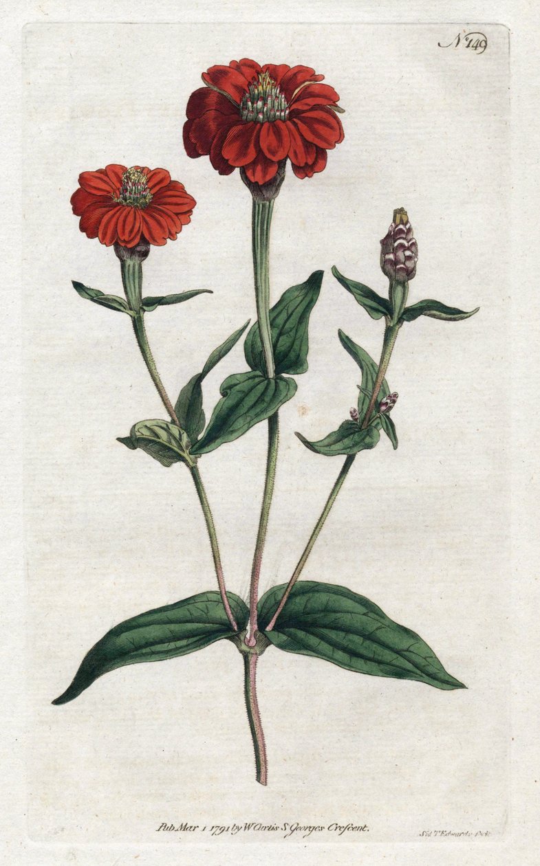 ペルーのジニア（ブレジン） - Sydenham Edwards（1768-1819）によるリトグラフ、William Curtis（1746-1799）の『Botanical Magazine』より。 作： シデナム・ティースト・エドワーズ