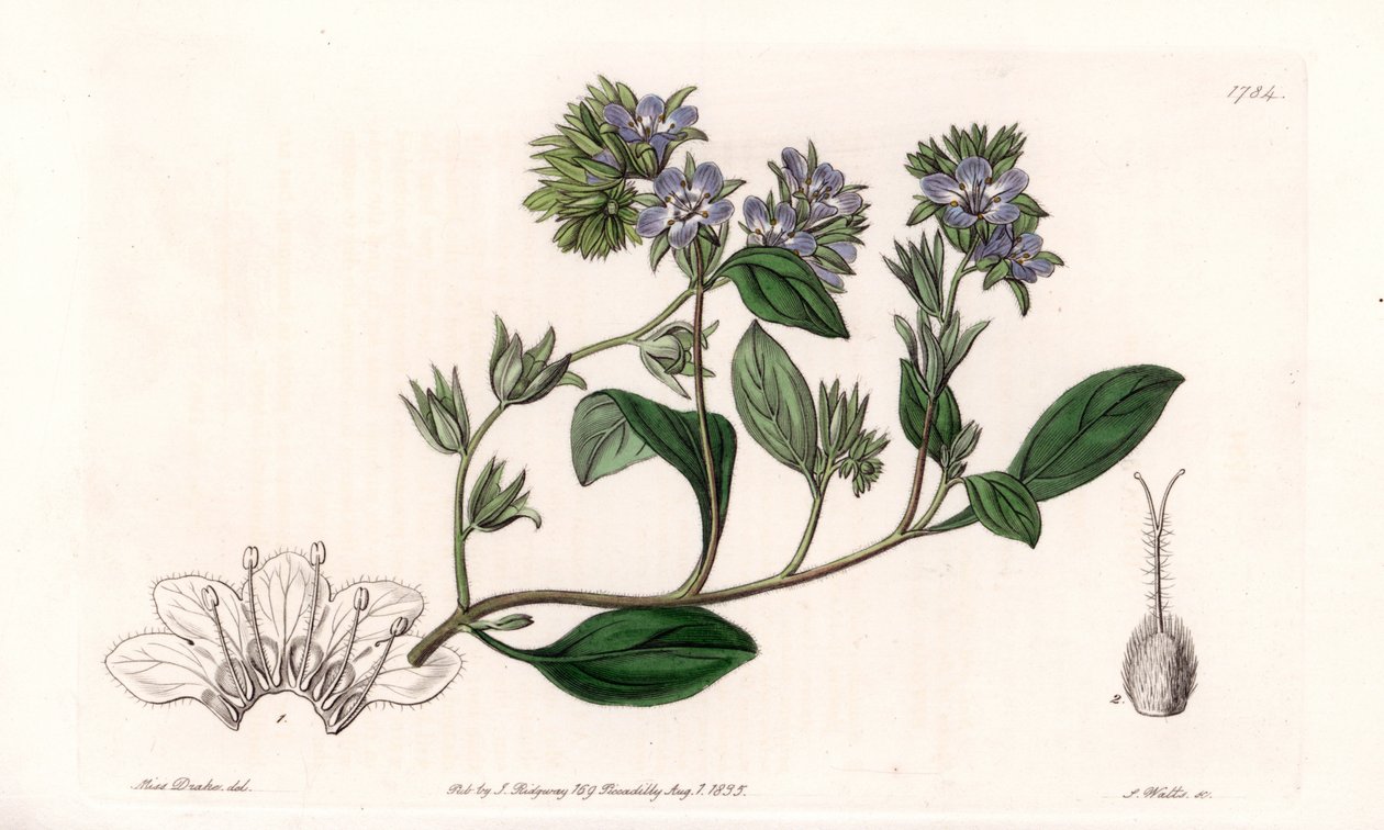 Phacelia, endemic of California - イギリスのSydenham Edwards (1768-1819)のBotanical Registerに掲載されたSarah Anne Drake (1803-1857)のイラストをS.Wattsがエングレービングしたもの。 作： シデナム・ティースト・エドワーズ