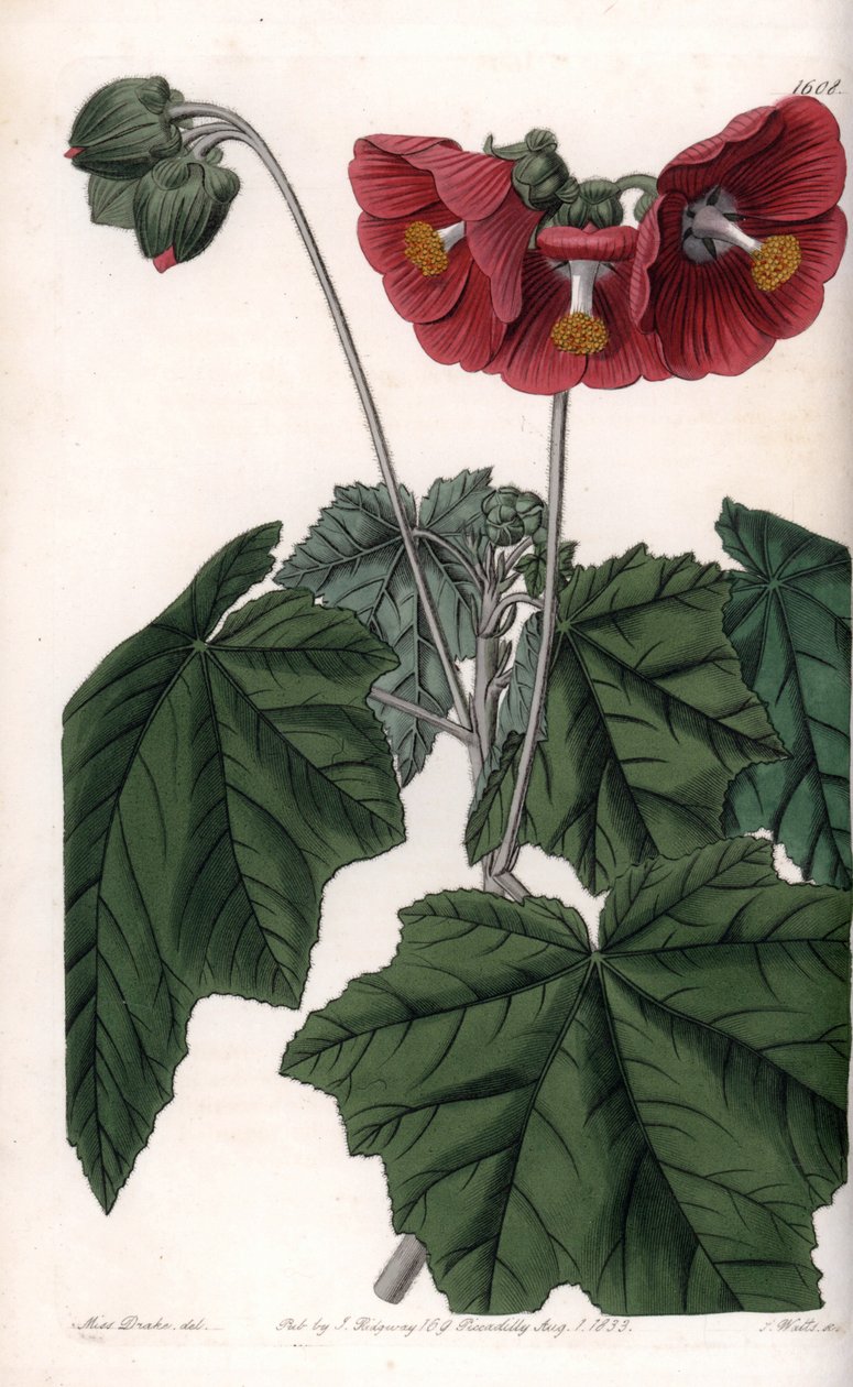 Phymosia variete、赤い花、メキシコ原産 - イギリスのSydenham Edwards（1768-1819）のBotanical Registerに掲載されたSarah Anne Drake（1803-1857）のイラストをS.Wattsがエングレービングしたもの。 作： シデナム・ティースト・エドワーズ