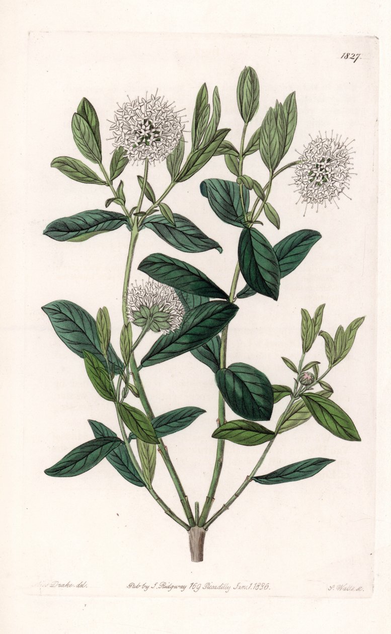 Pimelea Variete - イギリスのSydenham Edwards (1768-1819)のBotanical Registerに掲載されているSarah Anne Drake (1803-1857)のイラストをS.Wattsがエングレーヴィングしたもの。 作： シデナム・ティースト・エドワーズ