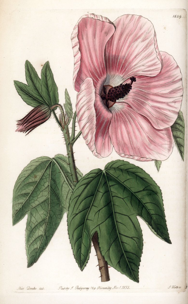 ピンクのハイビスカス - イギリスのSydenham Edwards（1768-1819）のBotanical Registerに掲載されているSarah Anne Drake（1803-1857）のイラストをS.Wattsがエングレービングしたもの。 作： シデナム・ティースト・エドワーズ