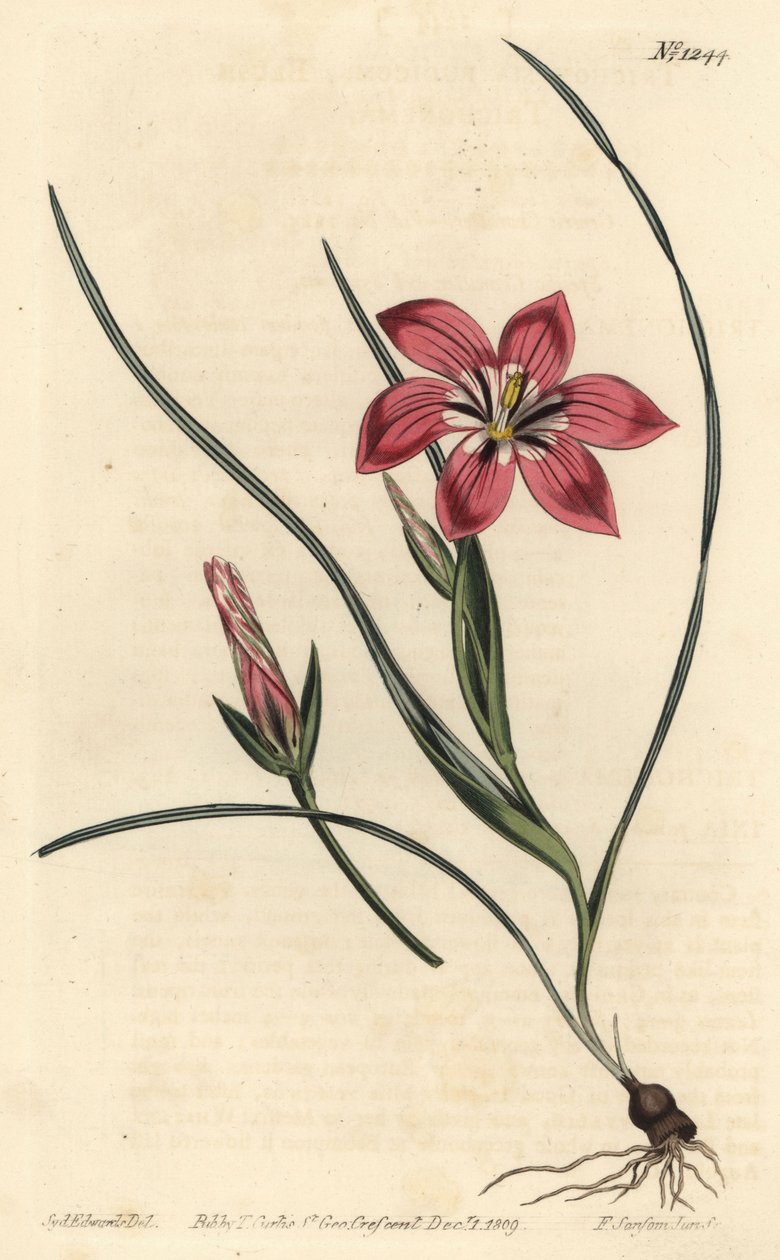 ピンクのフロエタン、Romulea flava（ブラッシュ・トリコネマ、Trichonema pudicum）。William Curtis