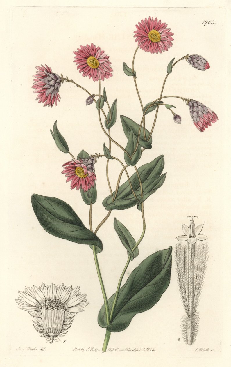 オーストラリア原産のピンクのロダンテ - S. Watts strong water from an illustration by Sarah Anne Drake (1803-1857), from the Botanical Register 作： シデナム・ティースト・エドワーズ