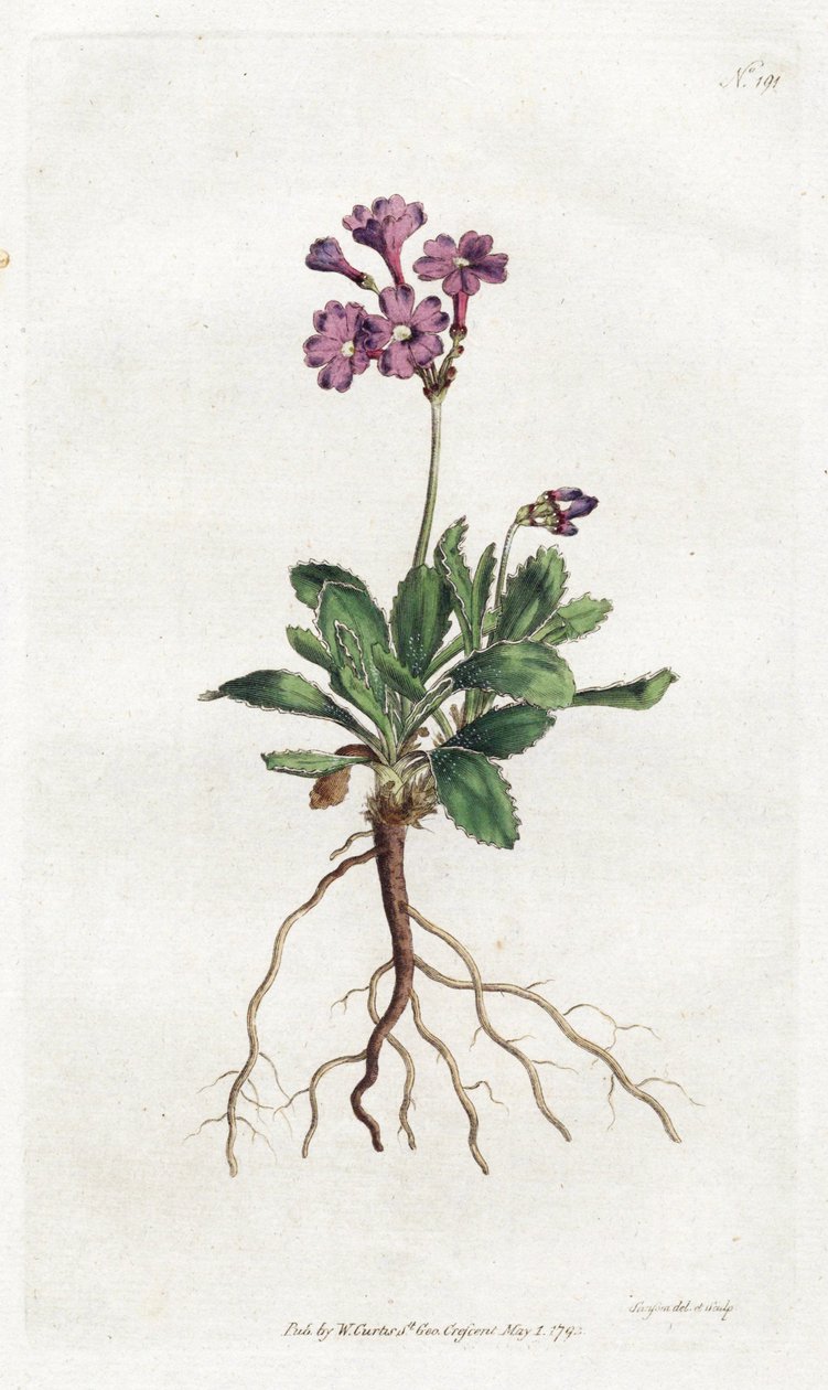 Primevere marginee - Sydenham Edwards (1768-1819)によるリトグラフ、William Curtis
