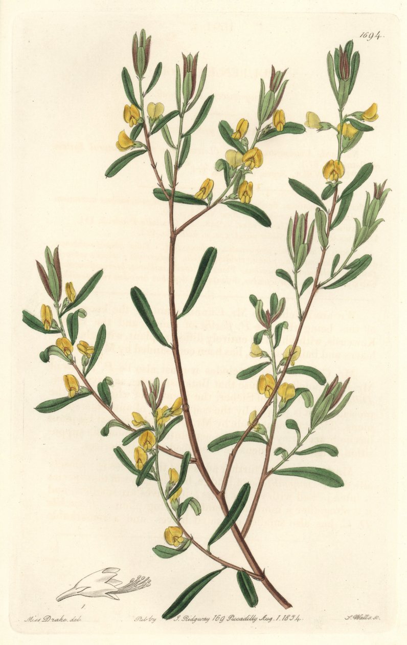 Pultanea flexilis（オーストラリア原産） - S. Watts強い水、Sarah Anne Drake（1803-1857）のイラストより、Botanical Registerより。 作： シデナム・ティースト・エドワーズ