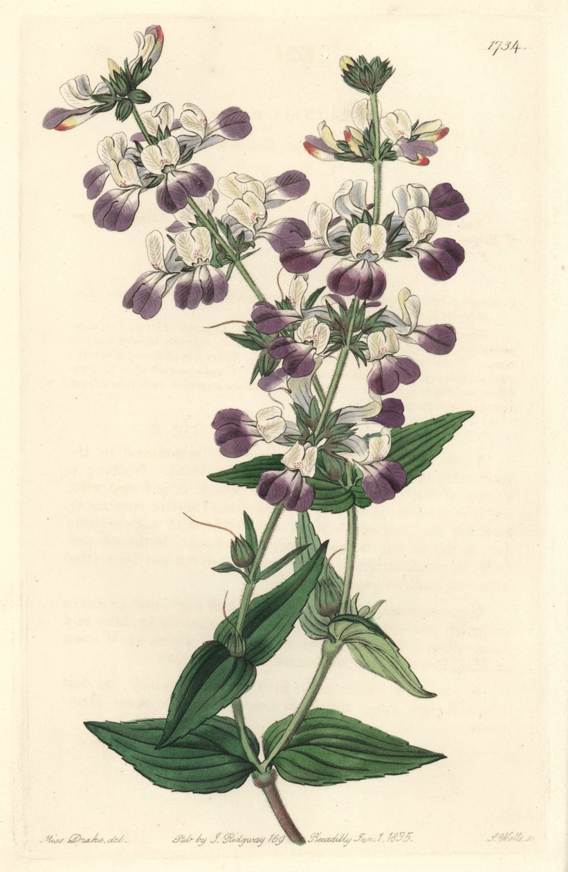 紫のチャイニーズパゴダ（カリフォルニア原産） - S. Watts Strong Water from an illustration by Sarah Anne Drake (1803-1857), from the Botanical Register 作： シデナム・ティースト・エドワーズ