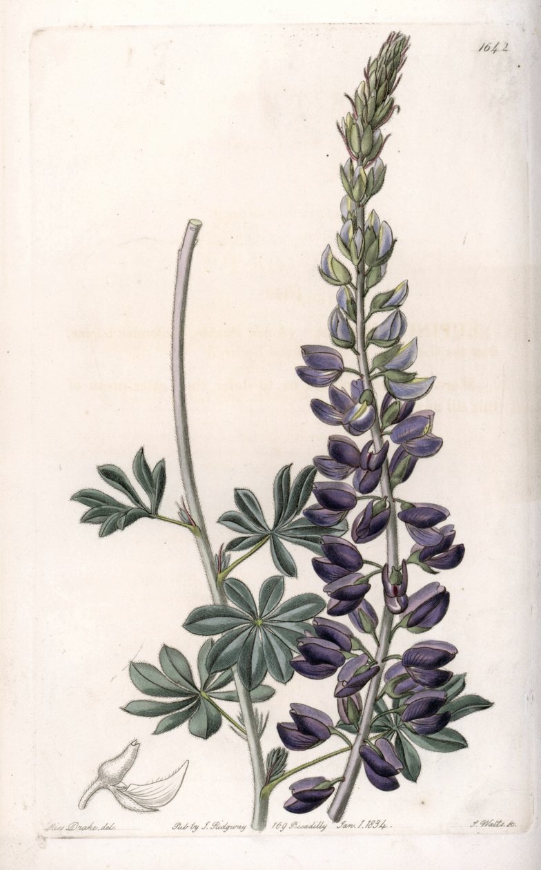 Purple Lupine Variete - イギリスのSydenham Edwards(1768-1819)のBotanical Registerに掲載されたSarah Anne Drake(1803-1857)のイラストをS.Wattsがエングレーヴィングしたもの。 作： シデナム・ティースト・エドワーズ