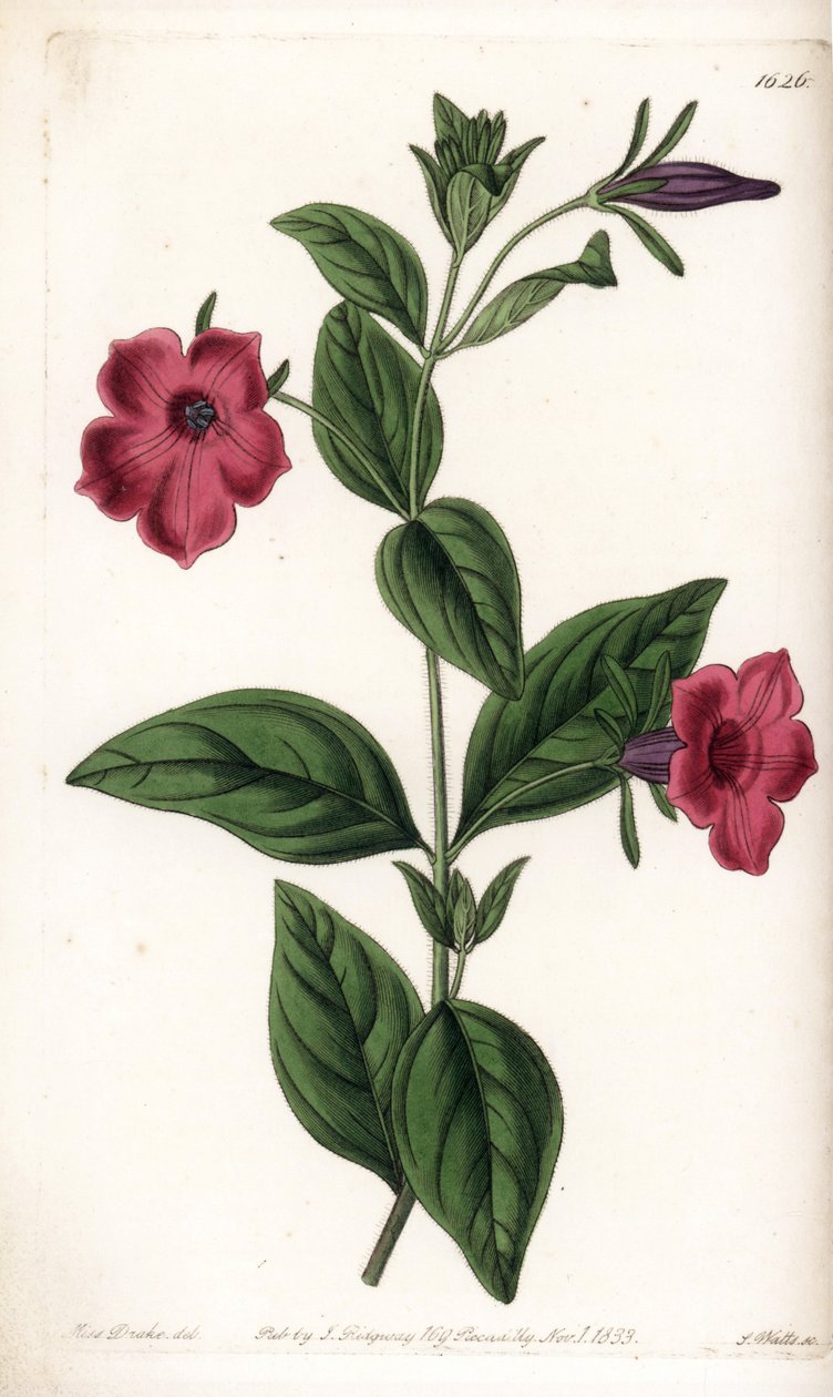 紫の花のペチュニア - イギリスのSydenham Edwards（1768-1819）のBotanical Registerに掲載されているSarah Anne Drake（1803-1857）のイラストをS.Wattsがエングレーヴィングしたもの。 作： シデナム・ティースト・エドワーズ