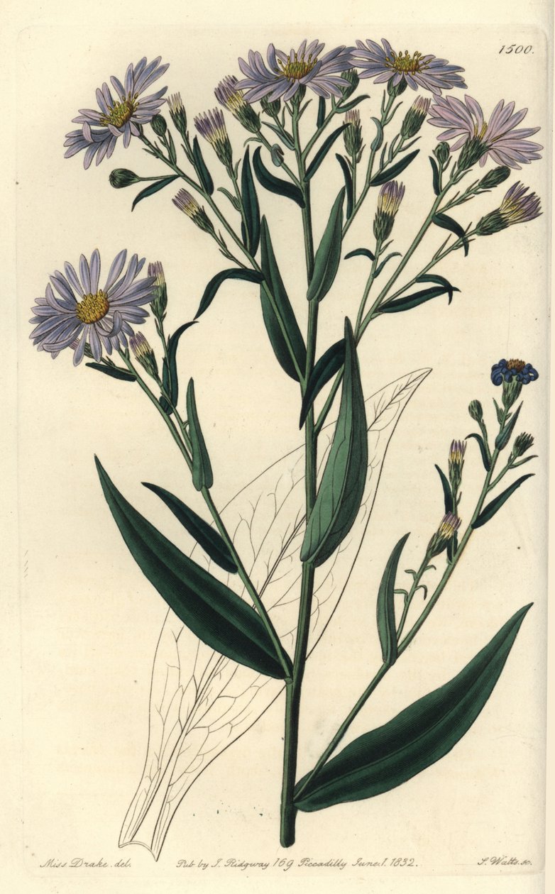 紫色の花を咲かせるアスターの変種 - Symphyotrichum laeve (Smooth aster, Aster laevis).Sydenham Edwards