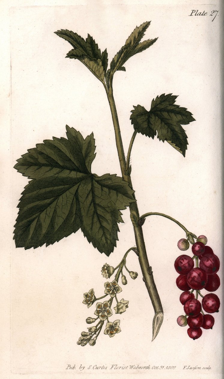 レッドカラント。シデナム・エドワーズ（1768-1819）がランベス植物園（イギリス）の植物会議のために描いた彩色銅版画。 作： シデナム・ティースト・エドワーズ