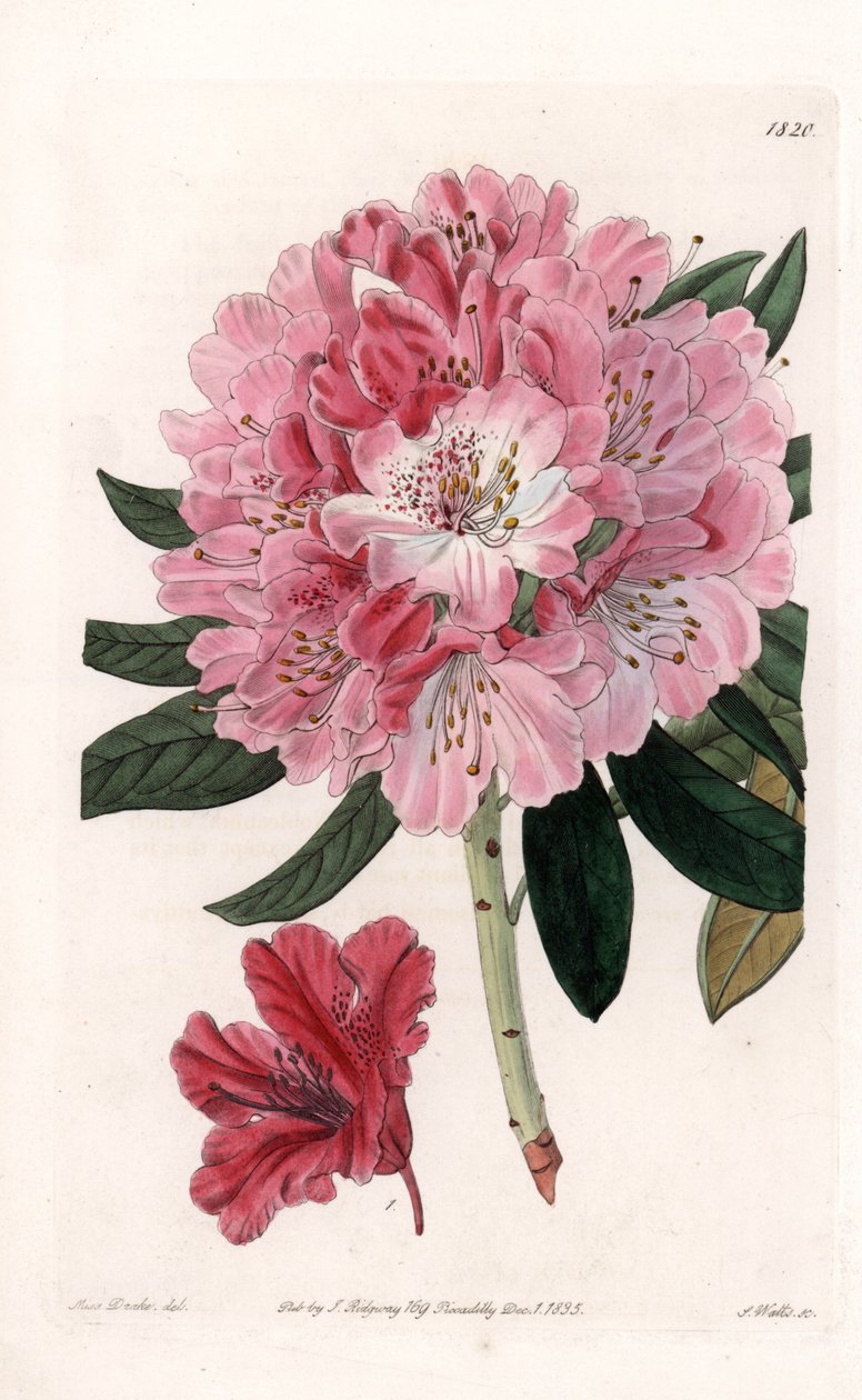 Rhododendron Hybrid Variete - イギリスのSydenham Edwards(1768-1819)のBotanical Registerに掲載されたSarah Anne Drake(1803-1857)のイラストをS.Wattsがエングレーヴィングしたもの。 作： シデナム・ティースト・エドワーズ