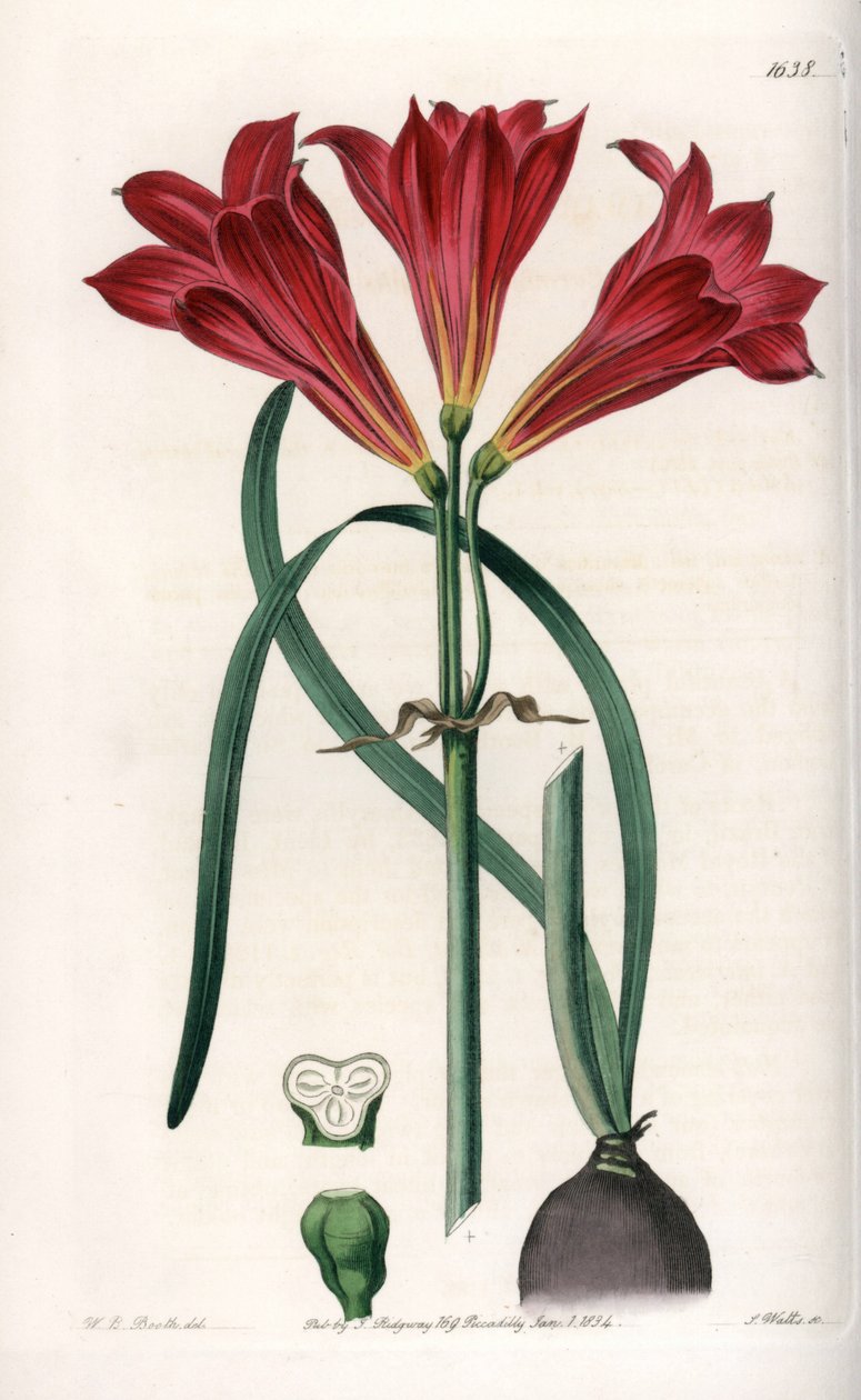 Rodophiale bifide - イギリスのSydenham Edwards (1768-1819)のBotanical Registerに掲載されたSarah Anne Drake (1803-1857)のイラストをもとにS.Wattsがエングレービングしたボード。 作： シデナム・ティースト・エドワーズ