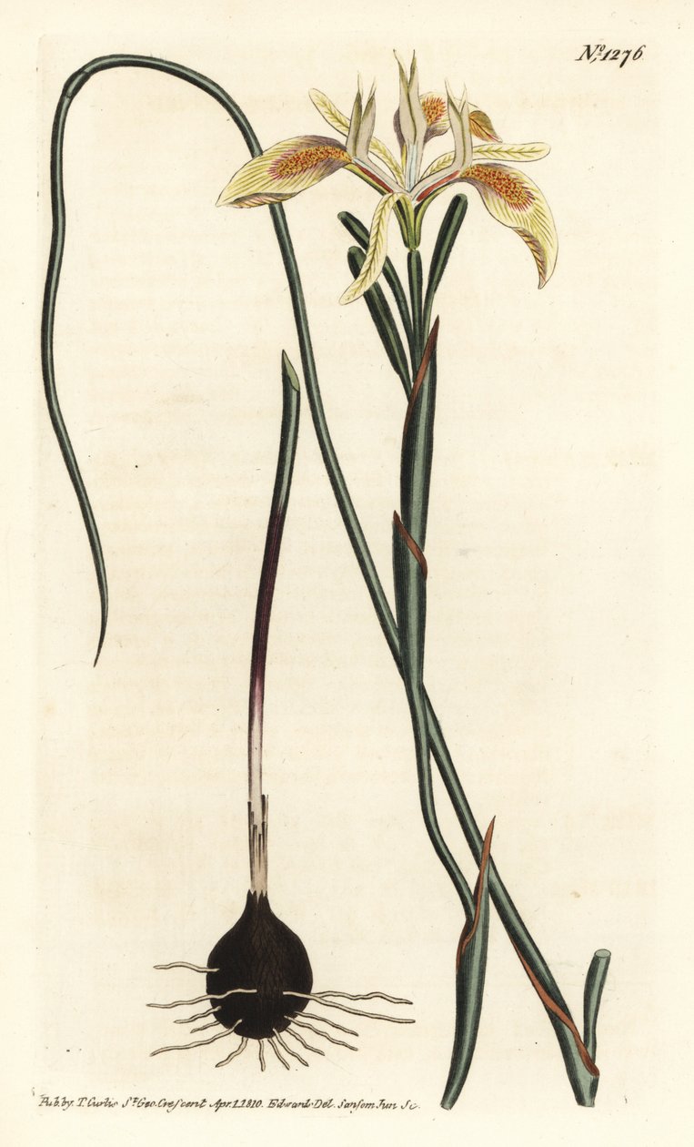 ロール・リーブド・モレア（Moraea angusta）。William Curtis