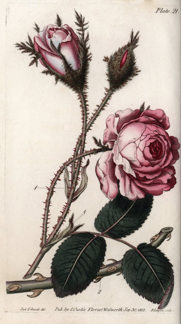 薔薇、薔薇の花、百葉。ランベス植物園（イギリス）の植物学会議のために、サイデナム・エドワーズ（1768-1819）が描いたカラー銅版画。 作： シデナム・ティースト・エドワーズ