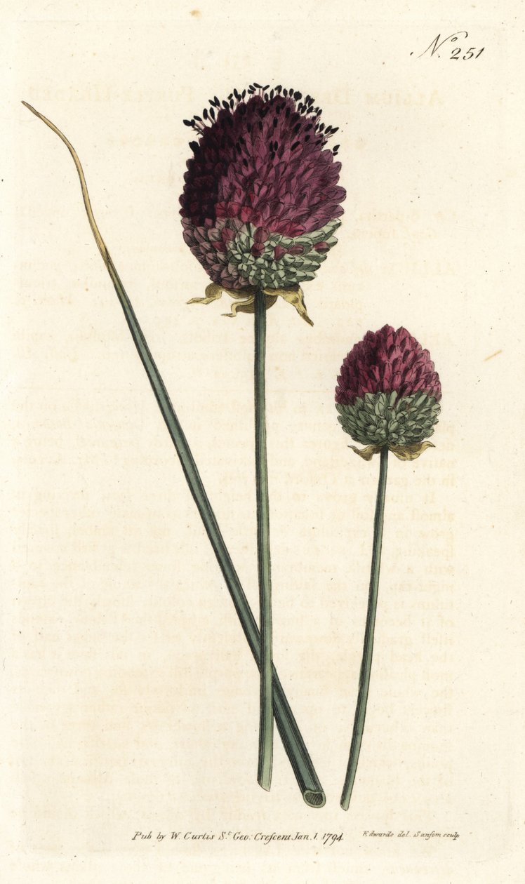 丸い頭のニンニク、Allium sphaerocephalon（紫の頭のニンニク、Allium descendens）。ロンドンのWilliam Curtis