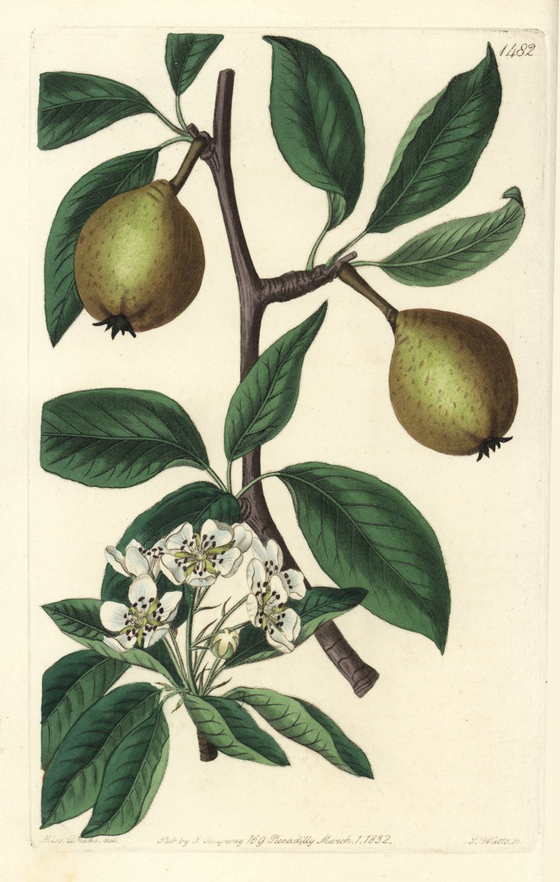 セージ・リーフ・ペア - sage-leaved pear, Pyrus salviifolia (Pyrus salvifolia).Sydenham Edwards