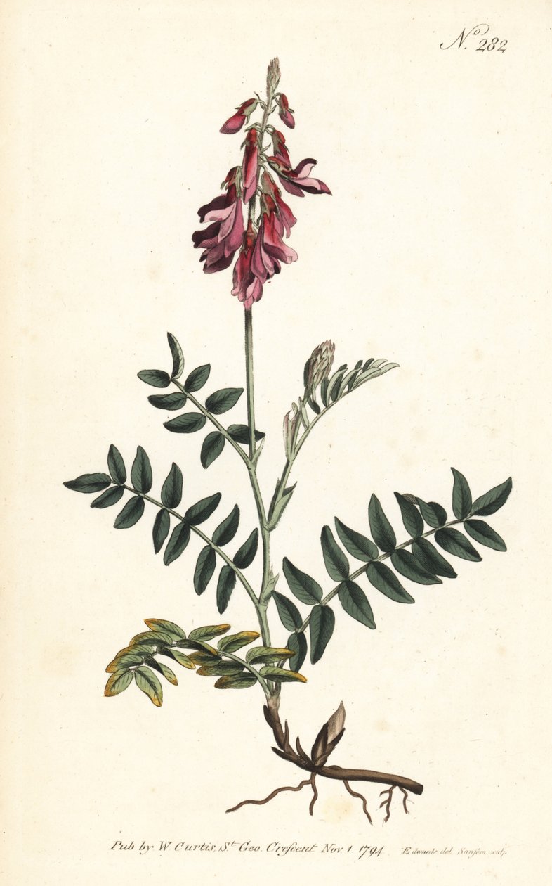 Sainfoin des Alpes - Alpine sainfoin, Hedysarum hedysaroides (Creeping rooted hedysarum obscurum) - William Curtis