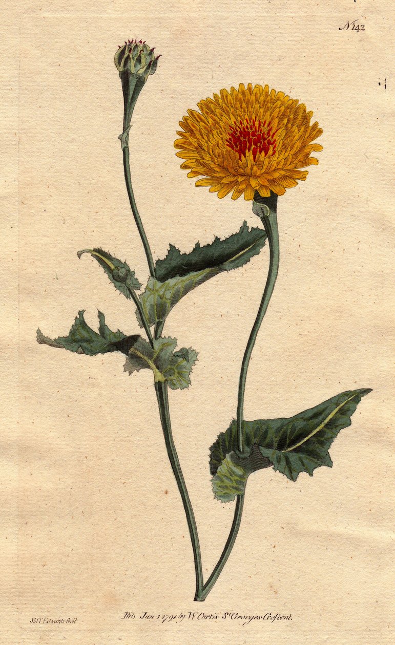 タンジールのスコルゾネラ（またはサルシフィ）またはケシの葉の毒蛇草：黄色の花にクリムゾンのフライハートが付いています。タンジールのスコルソネラまたはケシの葉の毒蛇草：黄色の花にクリムゾンの斑点のある中心部。"バーバリー沿岸のタンジールの原産"スコルゾネラ 作： シデナム・ティースト・エドワーズ