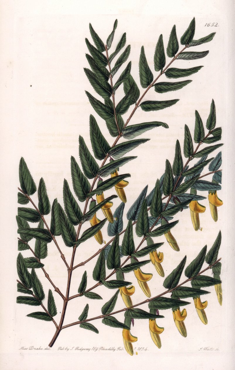 Scotia a smooth branches - イギリスのSydenham Edwards (1768-1819)のBotanical Registerに掲載されているSarah Anne Drake (1803-1857)のイラストをS.Wattsがエングレービングしたもの。 作： シデナム・ティースト・エドワーズ