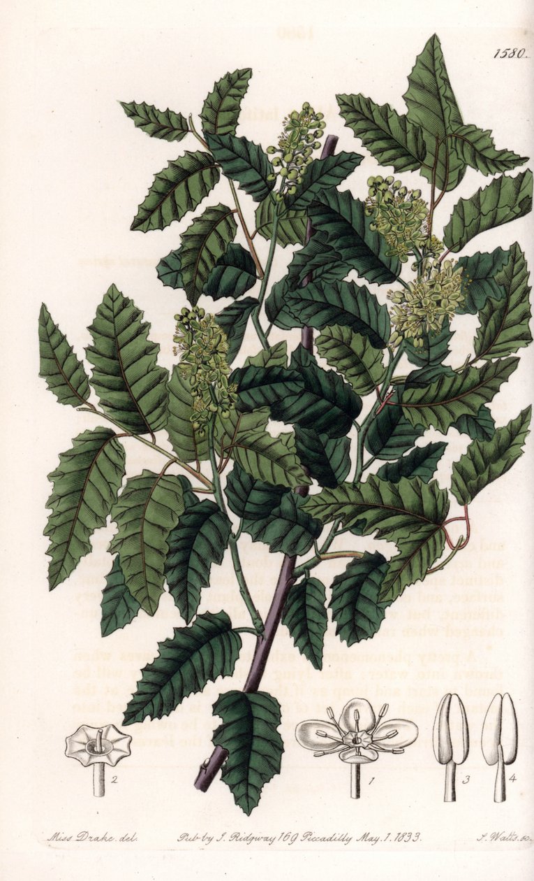 低木 Schinus latifolia, Pepper Variety - イギリスのSydenham Edwards (1768-1819)のBotanical Registerに掲載されたSarah Anne Drake (1803-1857)のイラストをS.Wattsがエングレーヴィングしたもの。 作： シデナム・ティースト・エドワーズ