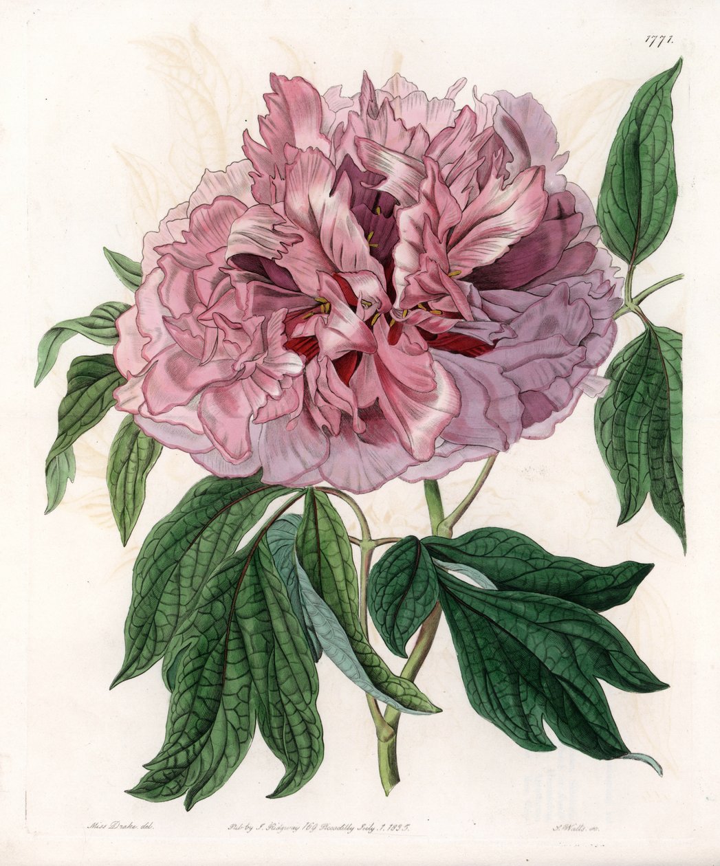 低木のシャクヤクまたは羊のシャクヤク - イギリスのSydenham Edwards（1768-1819）のBotanical Registerに掲載されたSarah Anne Drake（1803-1857）のイラストをS.Wattsがエングレービングしたボード。 作： シデナム・ティースト・エドワーズ