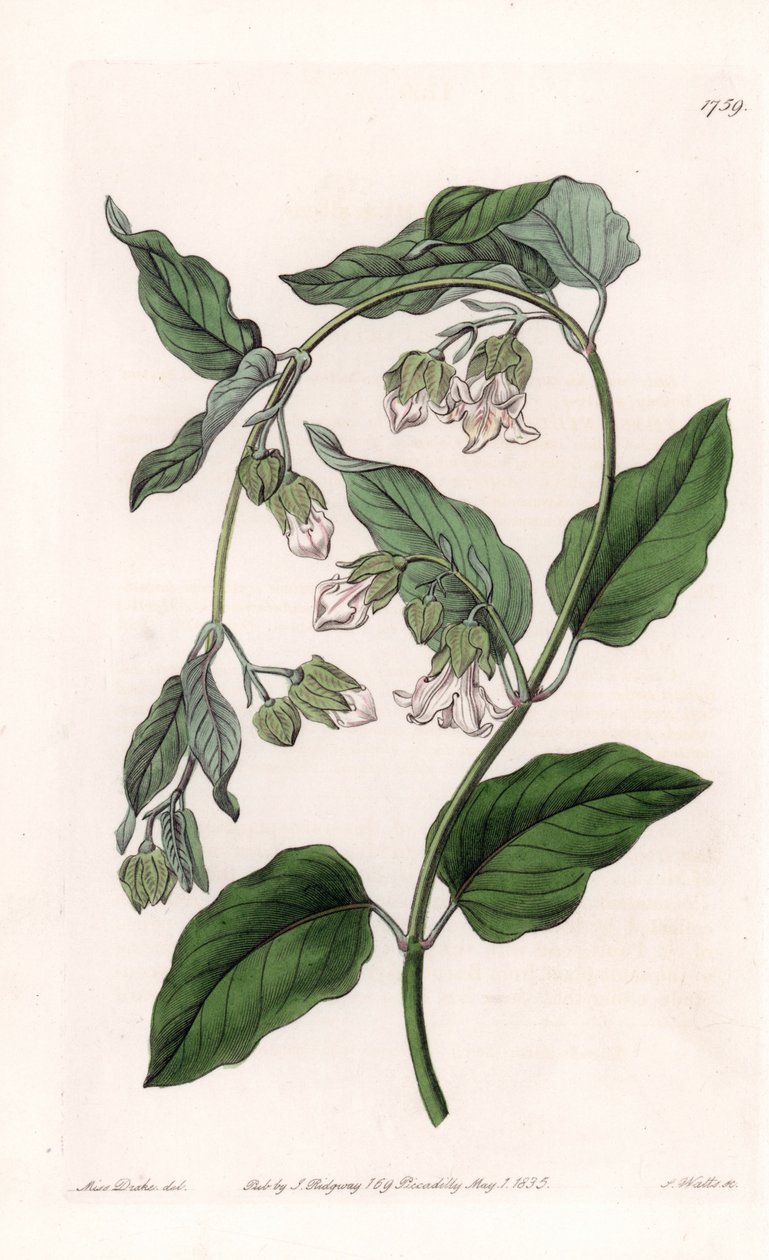 シルクホルダー・アラウージア - イギリスのSydenham Edwards（1768-1819）のBotanical Registerに掲載されているSarah Anne Drake（1803-1857）のイラストをS.Wattsがエングレーヴィングしたもの。 作： シデナム・ティースト・エドワーズ