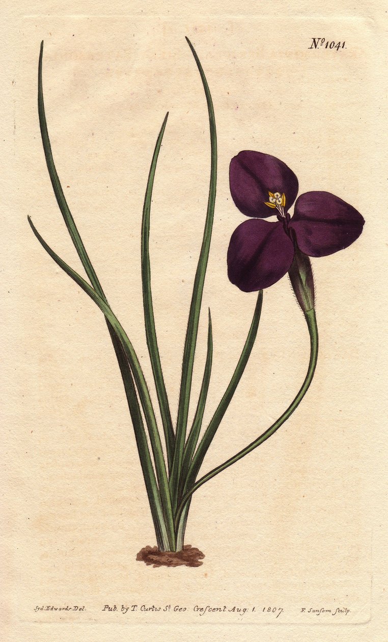 Seidige Patersonia mit dunkelvioletter Blüte, benannt nach Colonel Paterson (Tafel) von Sydenham Teast Edwards